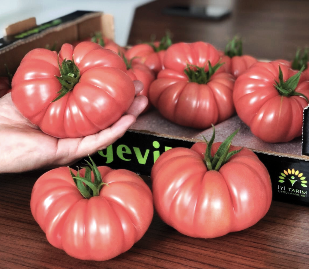 tomate-leroxy